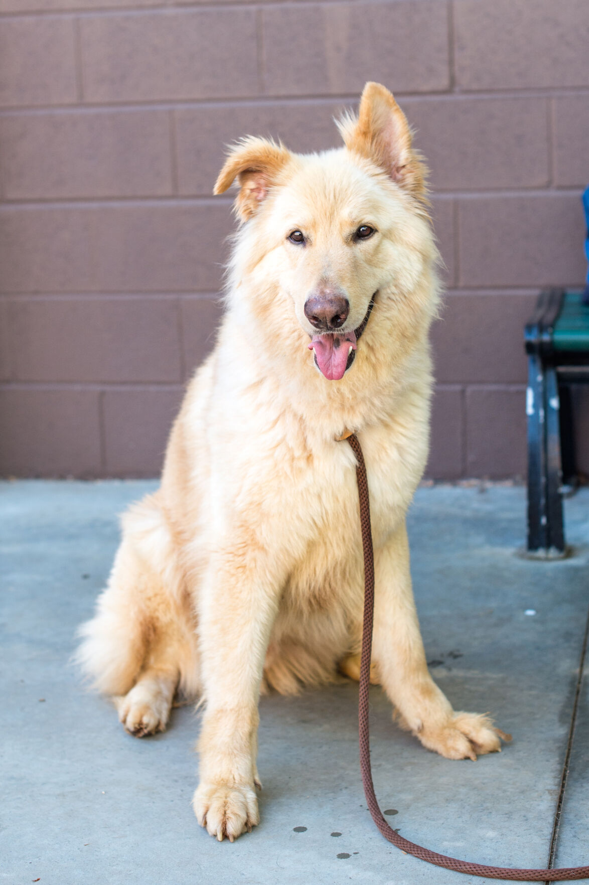 Pet of the Week: Gordon